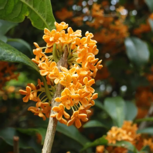 Zzzzz 1767982599osmanthus — flower ranking list option 30