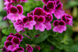 Zzzzz 176798267225 Geranium — flower ranking list option 25