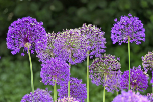 Zzzzz 1767982672allium — flower ranking list option 31