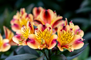 Zzzzz 1767982672alstroemeria — flower ranking list option 32