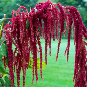 Zzzzz 1767982673amaranthus — flower ranking list option 33