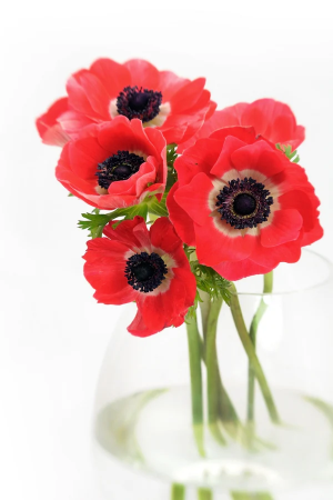 Zzzzz 1767982673anemone — flower ranking list option 40