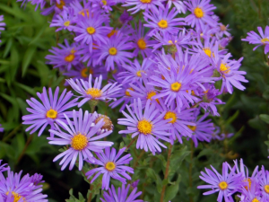 Zzzzz 1767982673aster — flower ranking list option 41