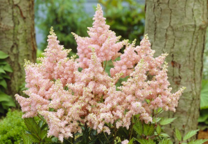 Zzzzz 1767982673astilbe — flower ranking list option 42