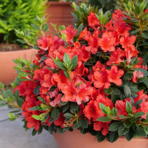 Zzzzz 1767982673azalea — flower ranking list option 43