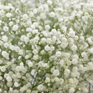 Zzzzz 1767982673babys Breath — flower ranking list option 44