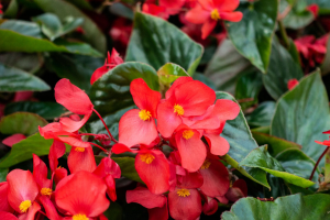 Zzzzz 1767982673begonia — flower ranking list option 45