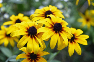 Zzzzz 1767982673black Eyed Susan — flower ranking list option 28