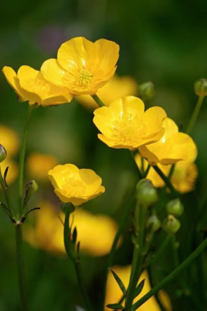 Zzzzz 1767982673buttercup — flower ranking list option 39