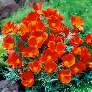 Zzzzz 1767982673california Poppy — flower ranking list option 36