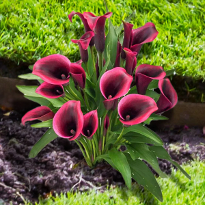 Zzzzz 1767982674calla Lily — flower ranking list option 38