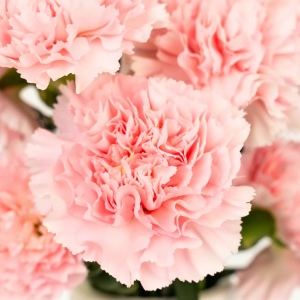 Zzzzz 1767982674carnation — flower ranking list option 35
