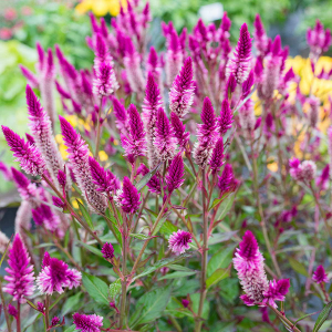 Zzzzz 1767982674celosia — flower ranking list option 37