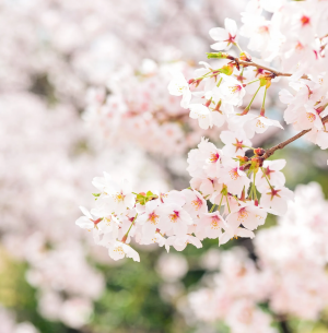 Zzzzz 1767982674cherry Blossom — flower ranking list option 34