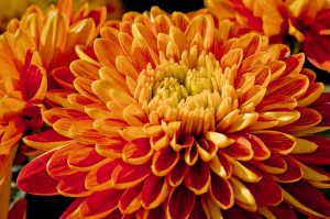 Zzzzz 1767982674chrysanthemum — flower ranking list option 47