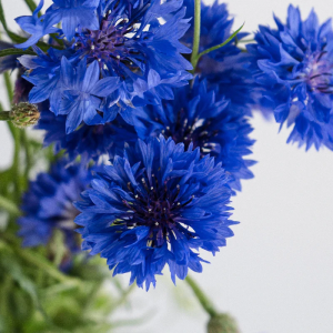 Zzzzz 1767982674cornflower — flower ranking list option 51