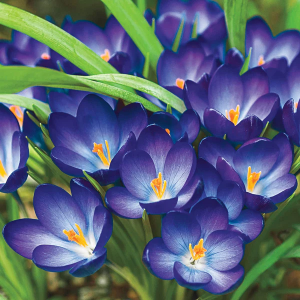 Zzzzz 1767982674crocus — flower ranking list option 52
