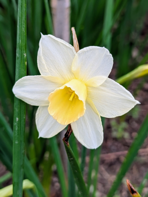 Zzzzz 1767982674daffodil — flower ranking list option 46