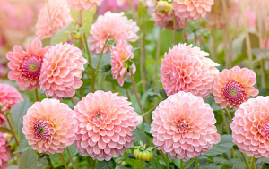 Zzzzz 1767982675dahlia — flower ranking list option 50