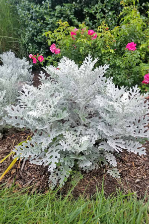 Zzzzz 1767982675dusty Miller — flower ranking list option 49