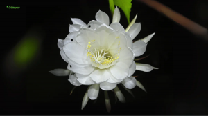 Zzzzz 1767982862queen Of The Night — flower ranking list option 53