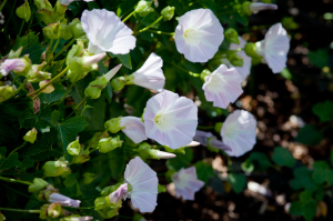 Zzzzz 1767983096morning Glory — flower ranking list option 54