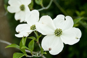 Zzzzz 1767983220dogwood — flower ranking list option 57