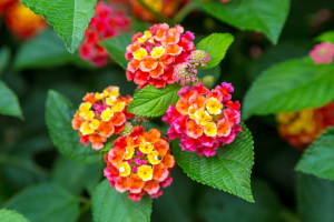 Zzzzz 1767983370lantana Camara — flower ranking list option 58