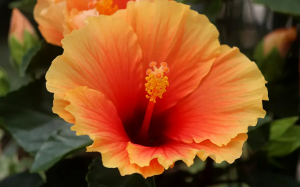 Zzzzz 1767983540hawaiian Hibiscus — flower ranking list option 48