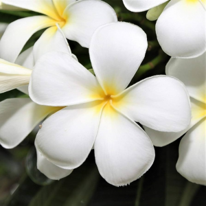 Zzzzz 1767983595plumera — flower ranking list option 55