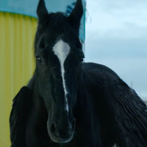 Blackjack — Percy Jackson Show Characters option 6