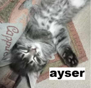Ayser — Sweetness TierList 2026 option 34