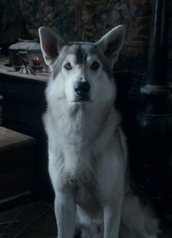 Zzzzz 1776396885nymeria — GoT S3 Ep 9-10 option 92