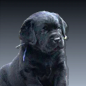 DRDS tier list — option 11