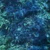 1020365 Luminescent Creatures163309 — Albums With Blue Covers option 5