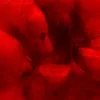 1654825 Rednwhite183211 — Albums With Red Covers option 36