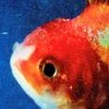 79796 Big Fish Theory 2 — Albums With Red Covers option 110