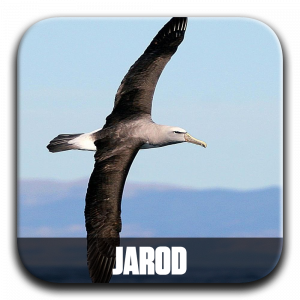 Zzzzz 177196026427 Jarod — ALBUM RAP FR 2025 ! (900 projets) option 811