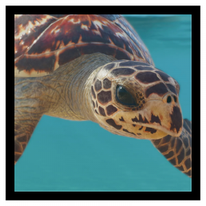 Zzzzz 1783434520hawksbill 1 — Planet Zoo 2 Animals option 64
