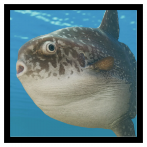 Zzzzz 1784035820sunfish — Planet Zoo 2 Animals option 88