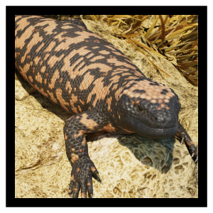 Zzzzz 1784639555gila — Planet Zoo 2 Animals option 55