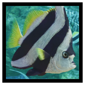 Zzzzz 1784639555schoolingbanner 1 — Planet Zoo 2 Animals option 107