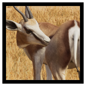 Zzzzz 1784639555springbok — Planet Zoo 2 Animals option 113