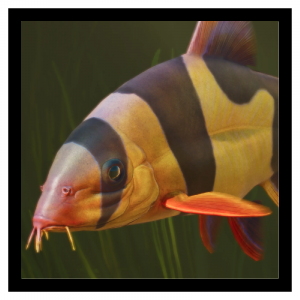 Zzzzz 1785245186loach — Planet Zoo 2 Animals option 26