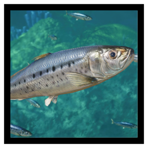 Zzzzz 1785245186sardine — Planet Zoo 2 Animals option 92