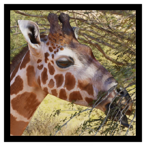 Zzzzz 1785245187reticgira — Planet Zoo 2 Animals option 100