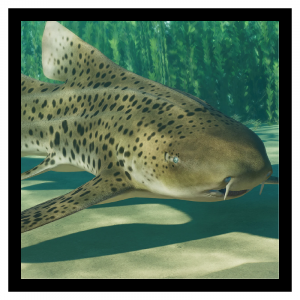 Zzzzz 1785418487indopacifleopshark — Planet Zoo 2 Animals option 67