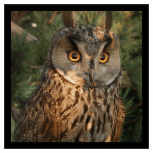 Zzzzz 1785849416long Eared Owl — Planet Zoo 2 Animals option 75