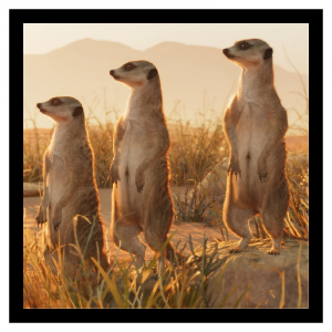 Zzzzz 1785849416meerkat — Planet Zoo 2 Animals option 79