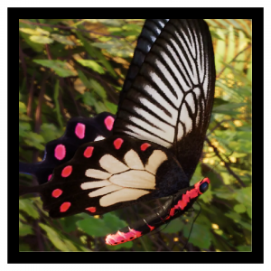 Zzzzz 1785849416srilankan Rose — Planet Zoo 2 Animals option 114